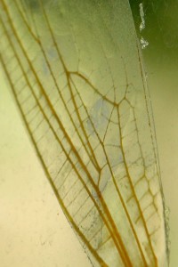 ala di libellula, 2007